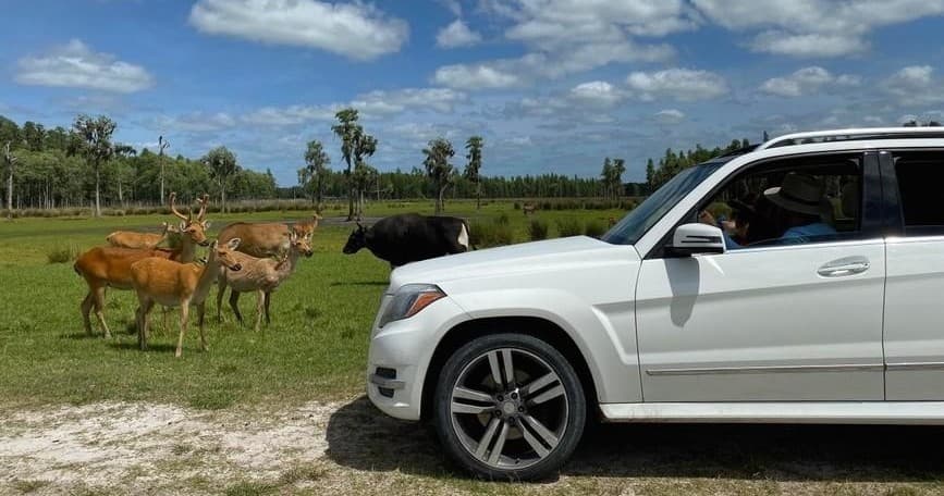 Drive-Thru Safari Tour