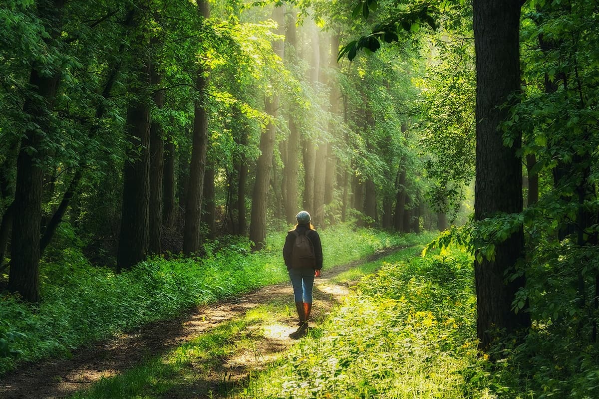 Nature Therapy - Forest Bathing