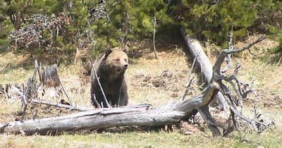 2-Park Experience (Yellowstone & Grand Teton)