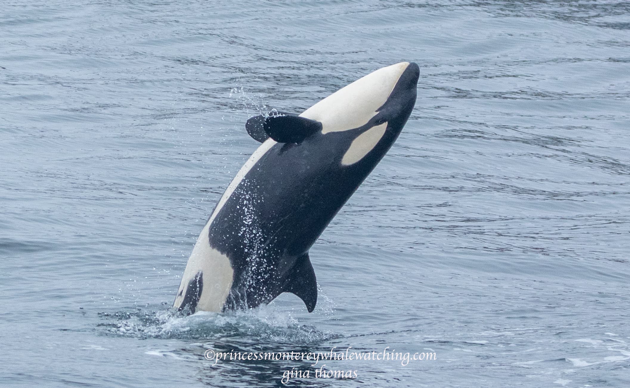 ORCA TOURS