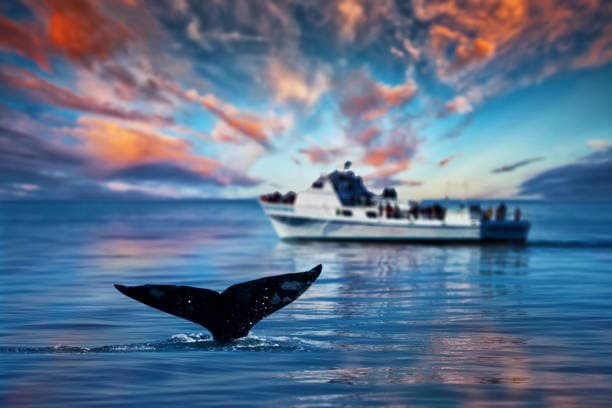 Luxury San Diego Whale whatching Wildlife experience