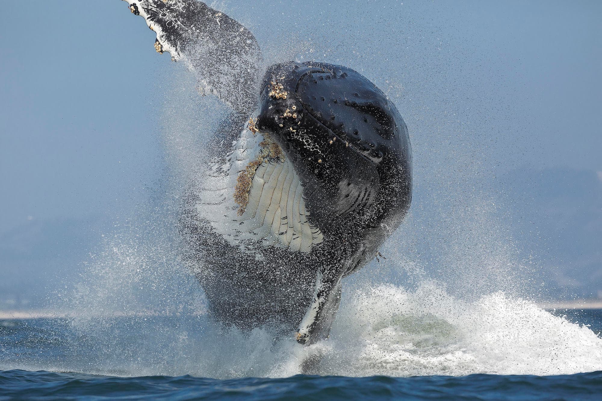 Sanctuary Monterey Bay Whale Watch (3-4 hours)