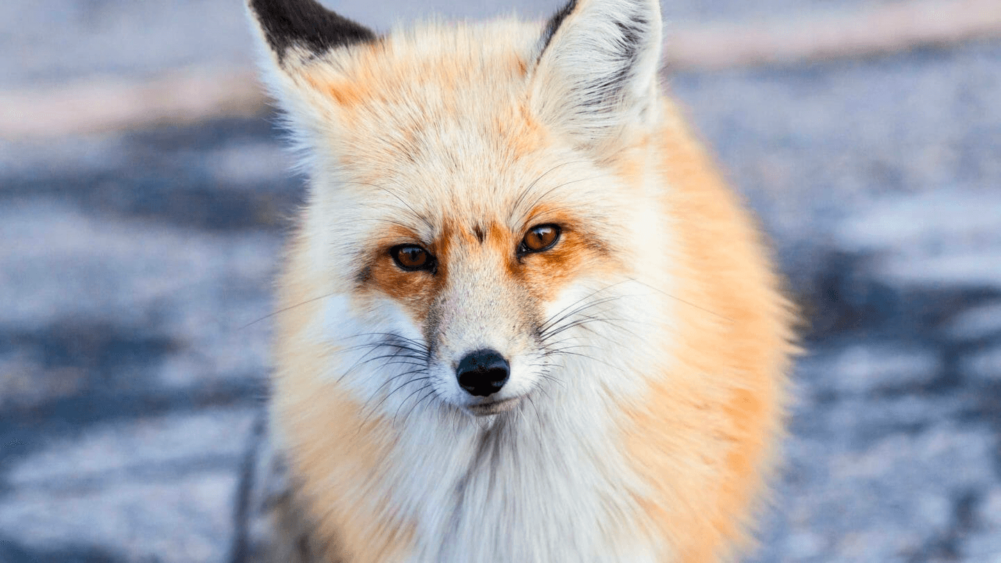 Best of Jackson Hole Wildlife Safari - Public Tour