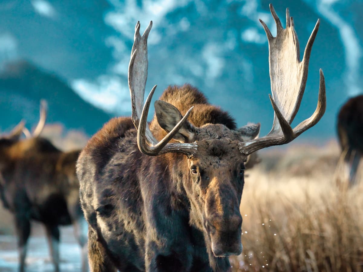 Grand Teton National Park Tour (Jackson Hole)
