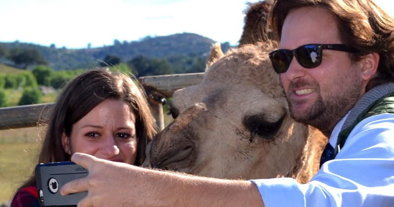 Private Camel Encounter Tour