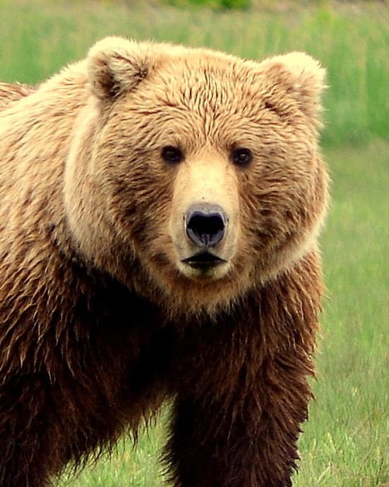 Ultimate 2 Park Bear Viewing Adventure to Katmai and Lake Clark National Parks!