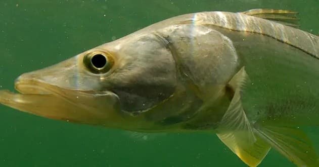 Inshore & Nearshore Fishing Charter