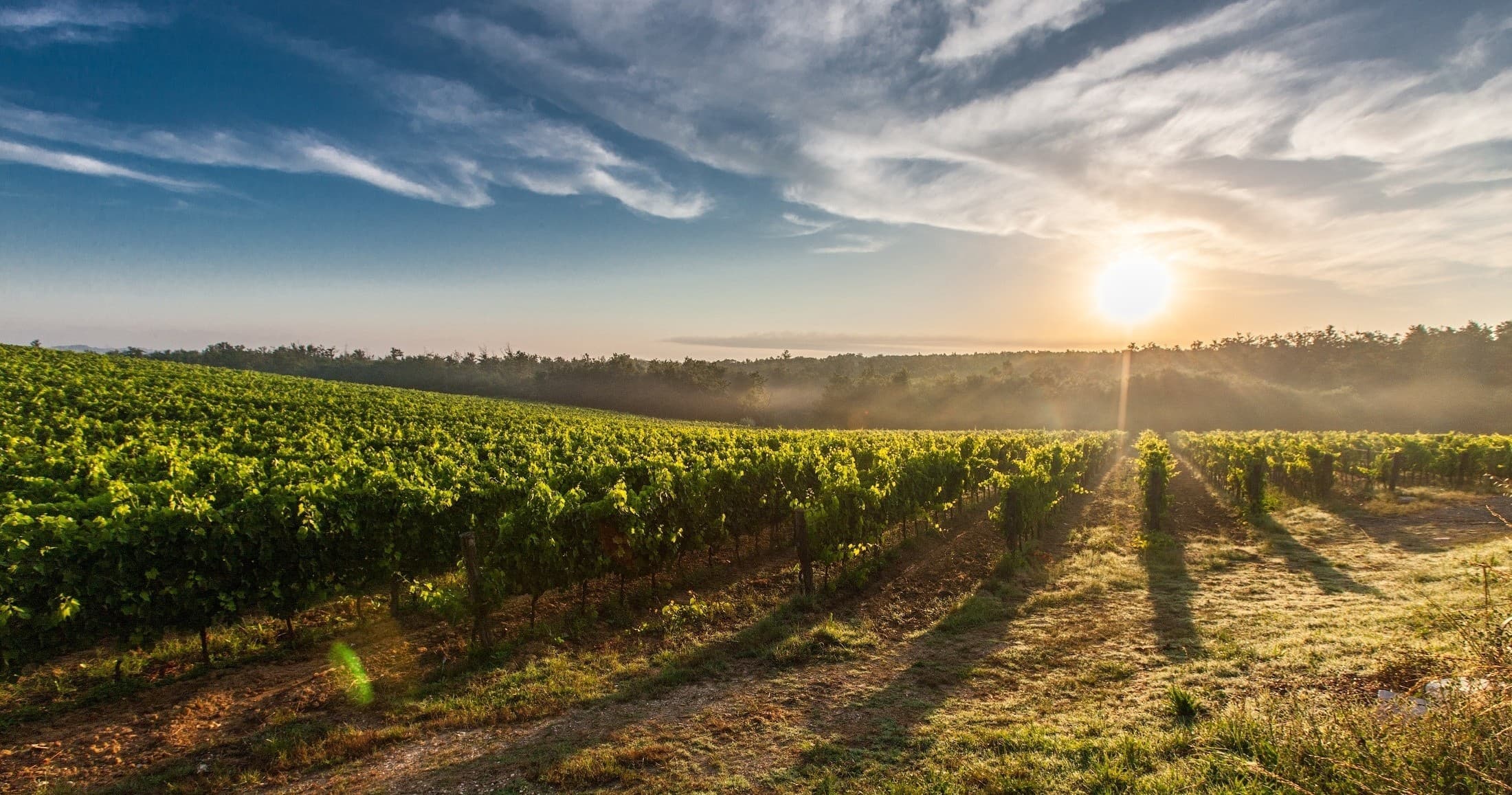 Rogue Valley Wine Tour