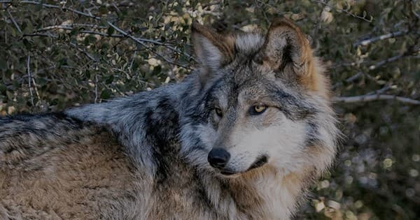 School Groups - Wolf Conservation Tour