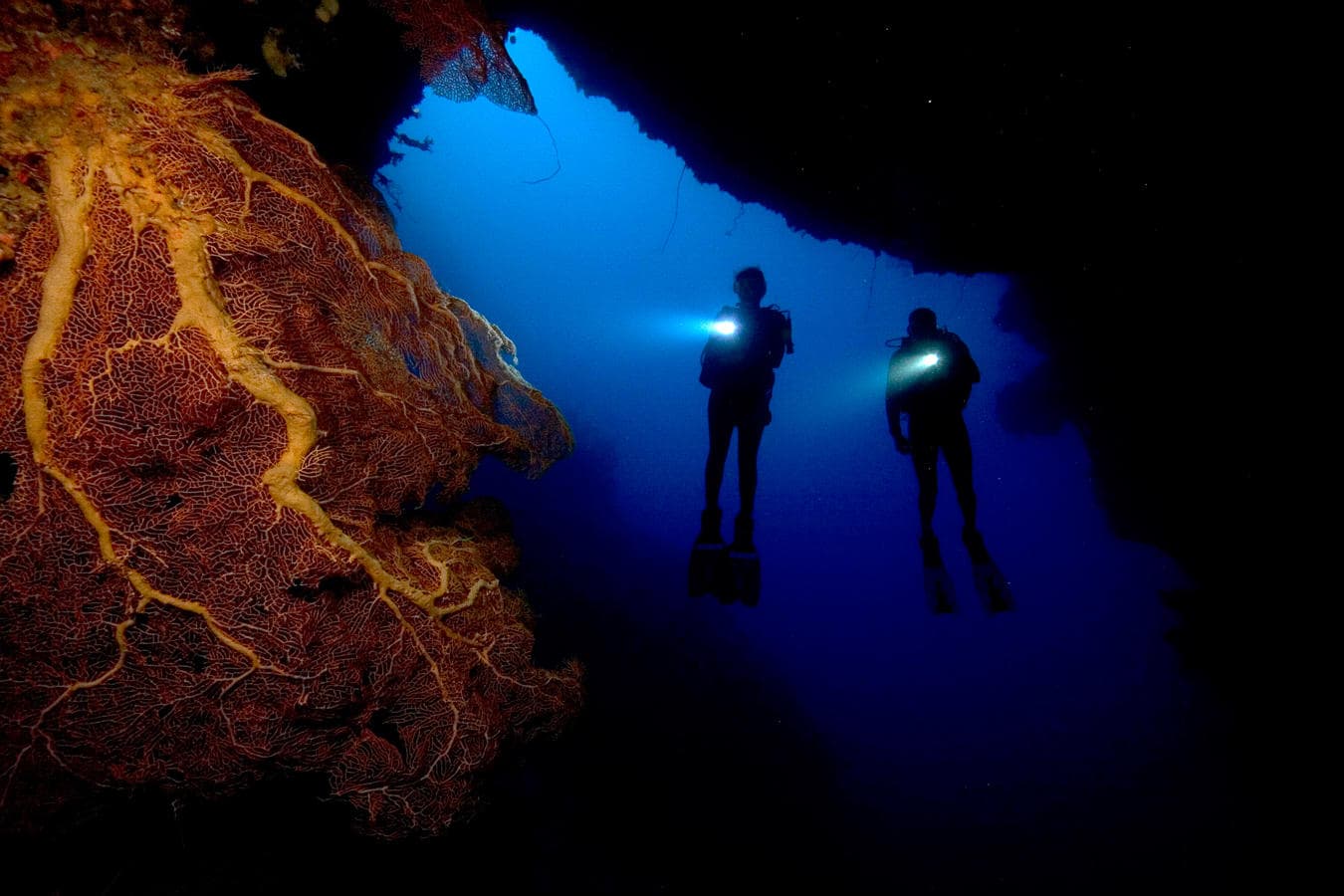 Night Dive 1-Tank Guided Shore Dive