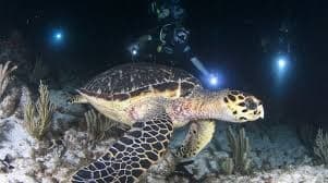 Night Dive from Shore