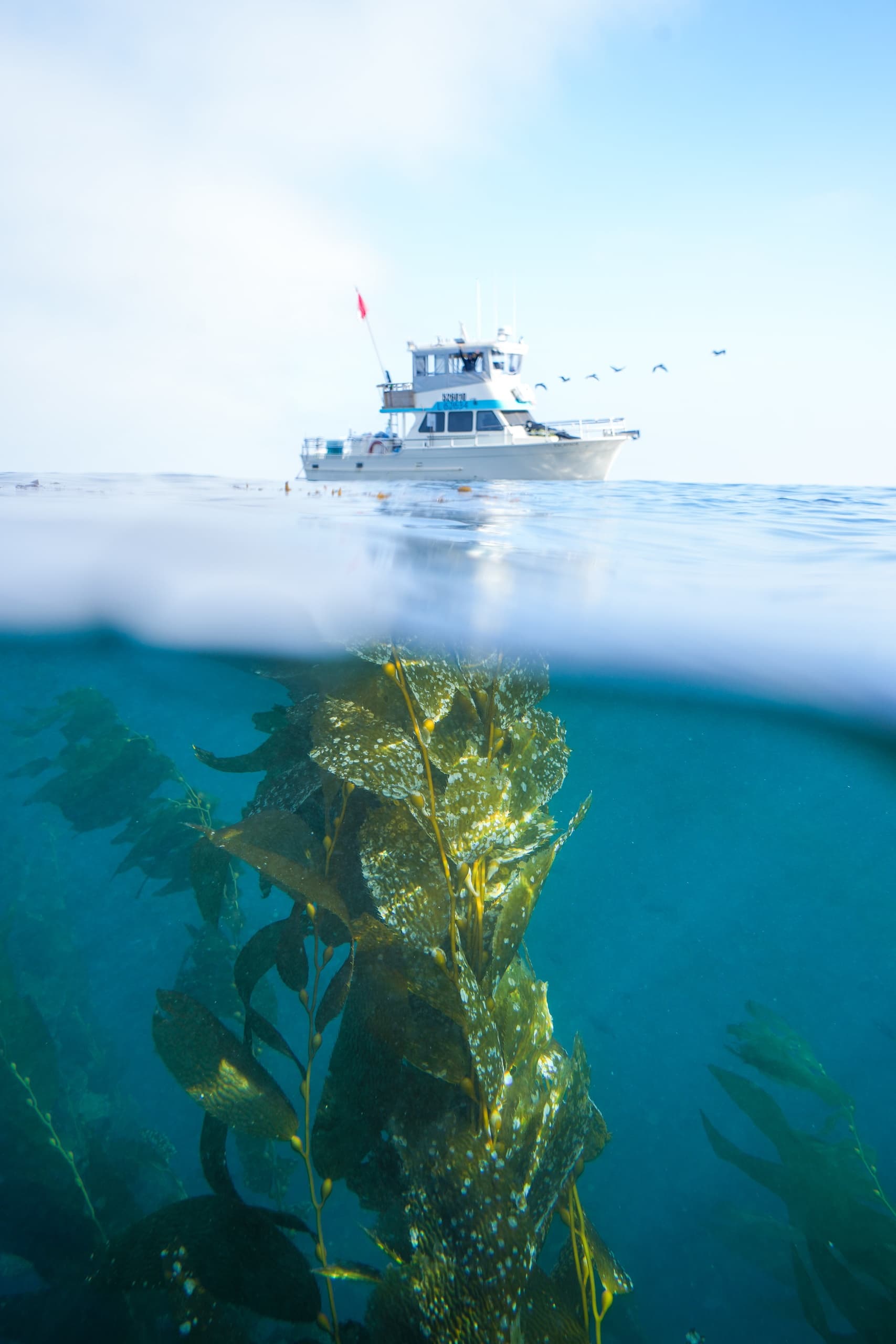 2.5 Day Spearfishing Charter