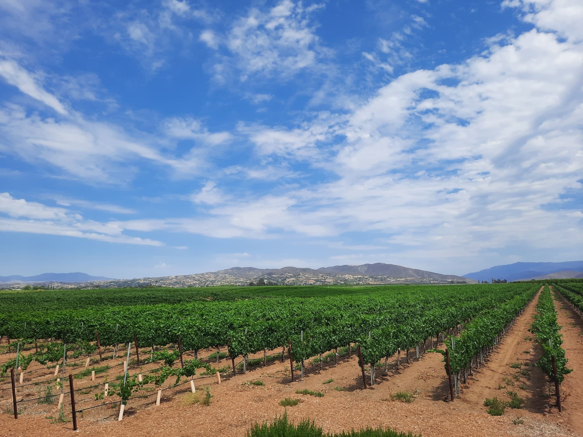Temecula Wine Tour & San Diego Area Designated Driver • Destination Drivers Booking