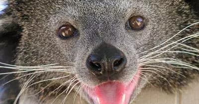 Meet and Feed a Bearcat