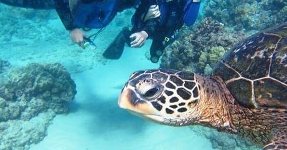 PADI Certification