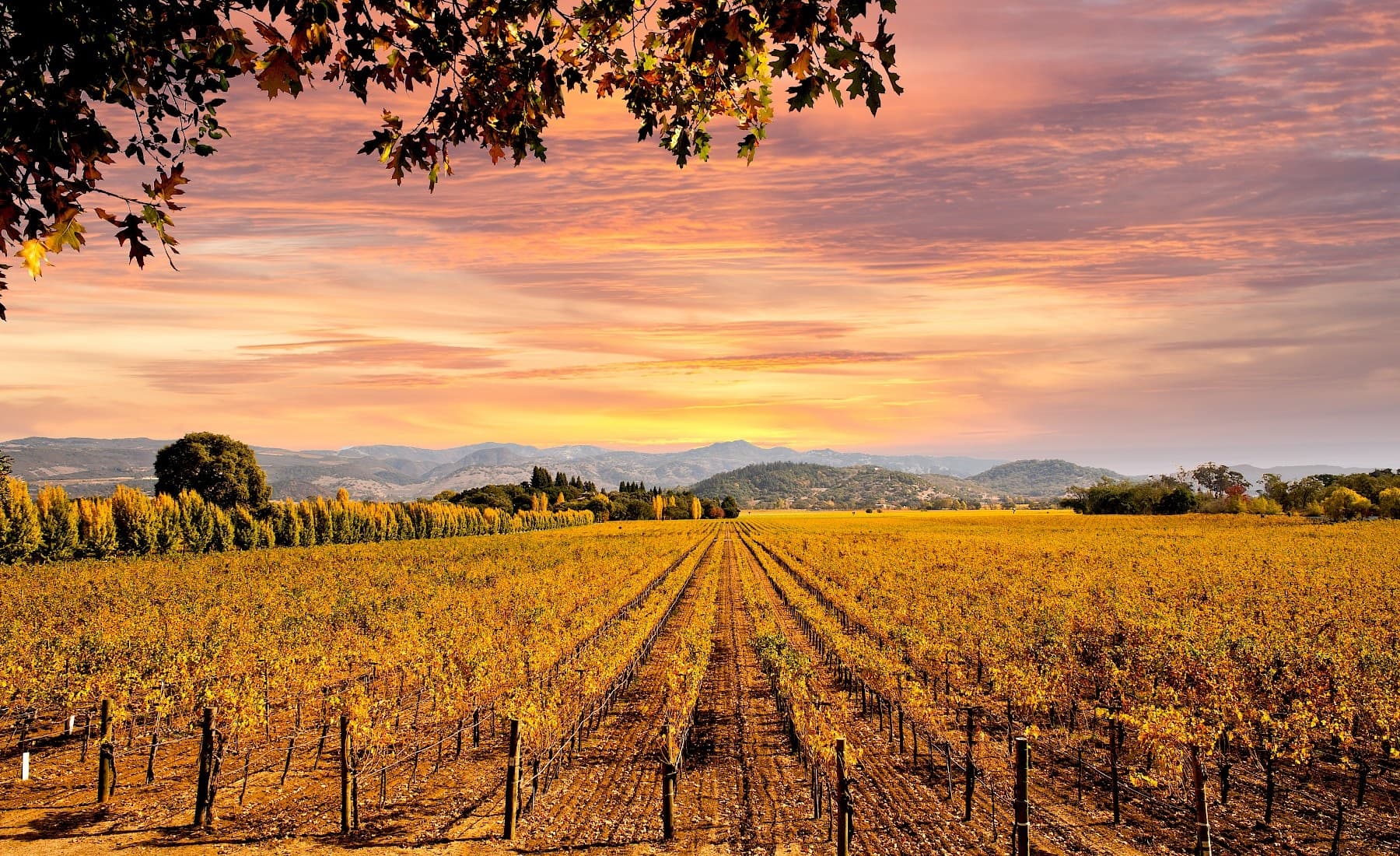 Amador Wine Tour