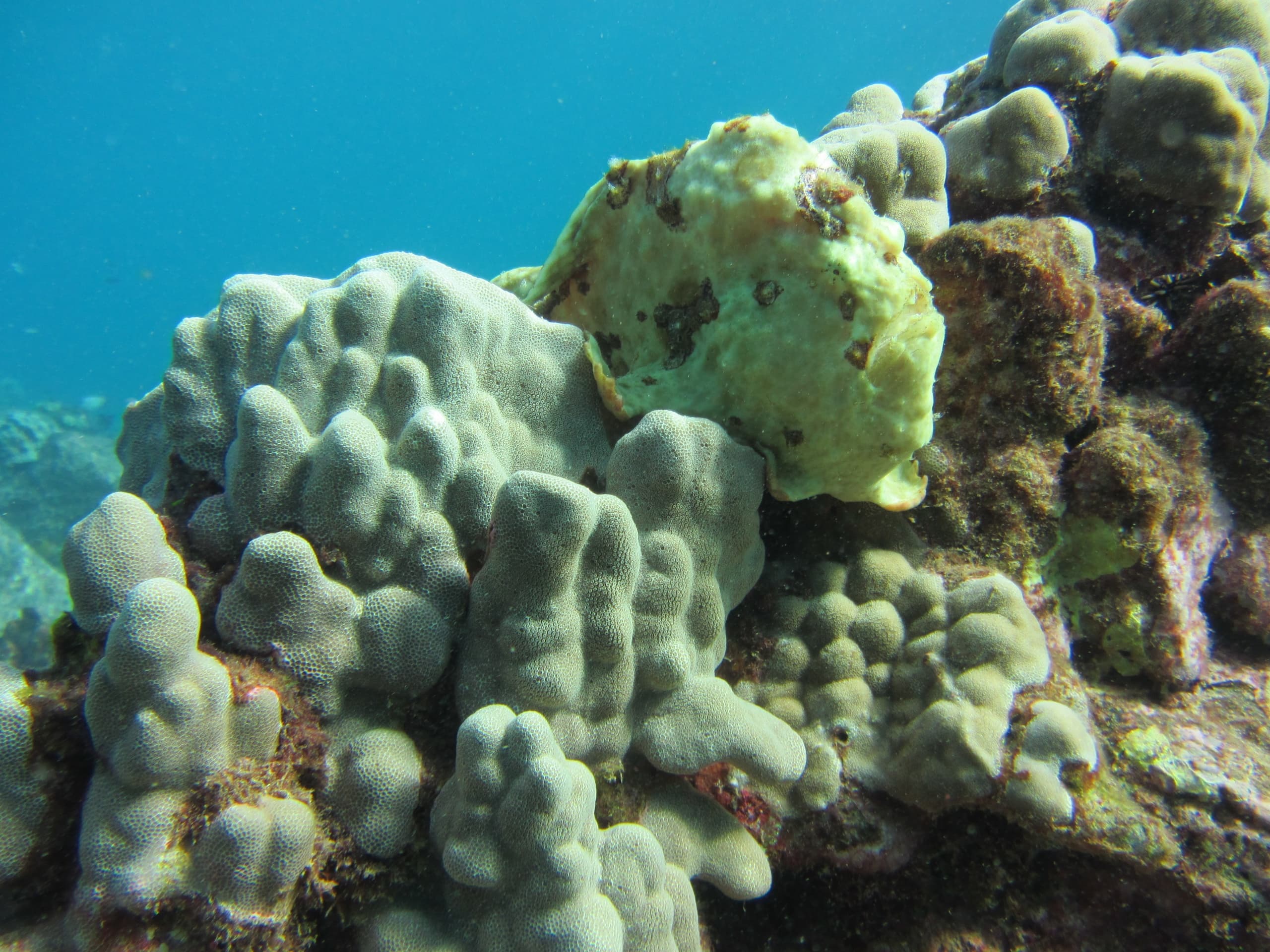 Koloa Landing Group Twilight/Night Shore Dive • Two Tank