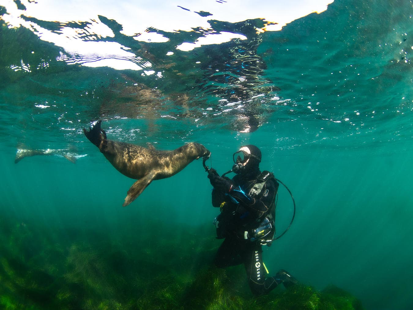 PRIVATE La Jolla 2-Tank Guided Shore Dives