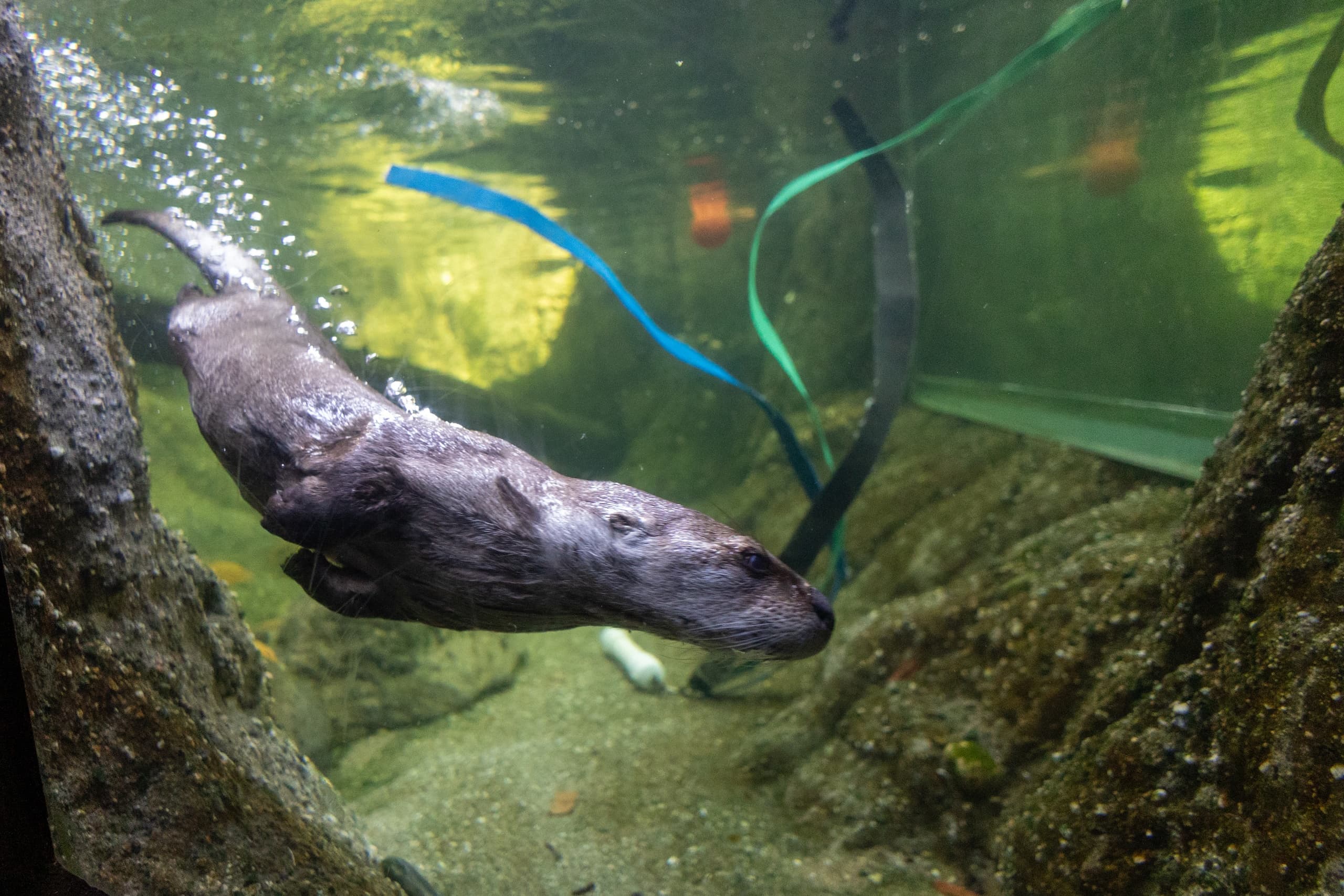North American River Otter Feeding