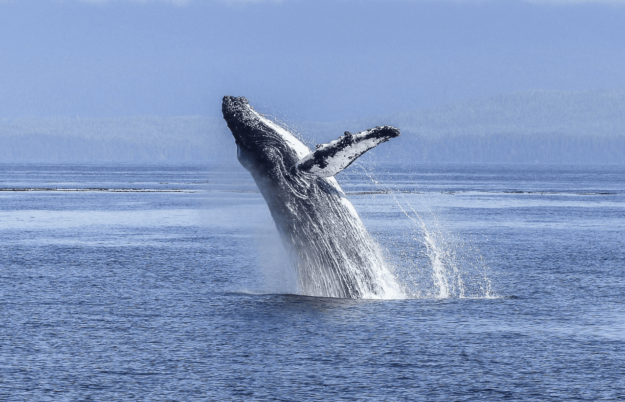 Whale Watching Excursion