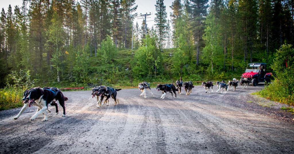 Autumn Sleddog Training Tour