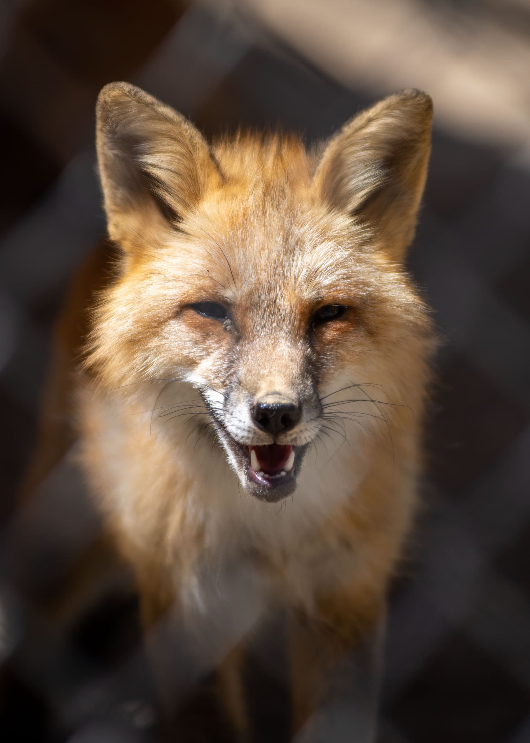 Fox Educational Experience