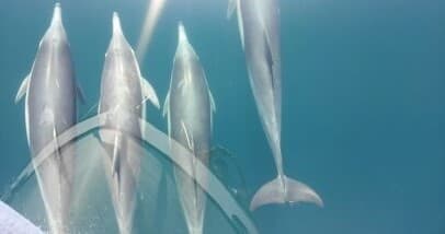 Private Dolphin Cruise