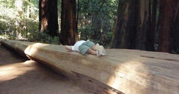 Private Muir Woods and Sausalito Tour
