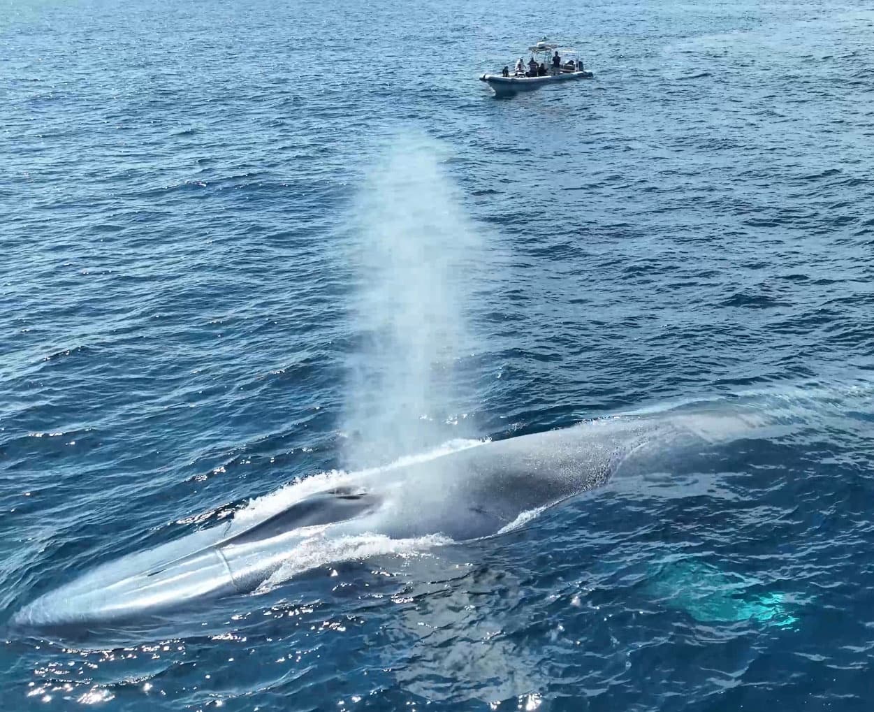 Premier Dolphin and Whale Adventure (2.5 Hours)