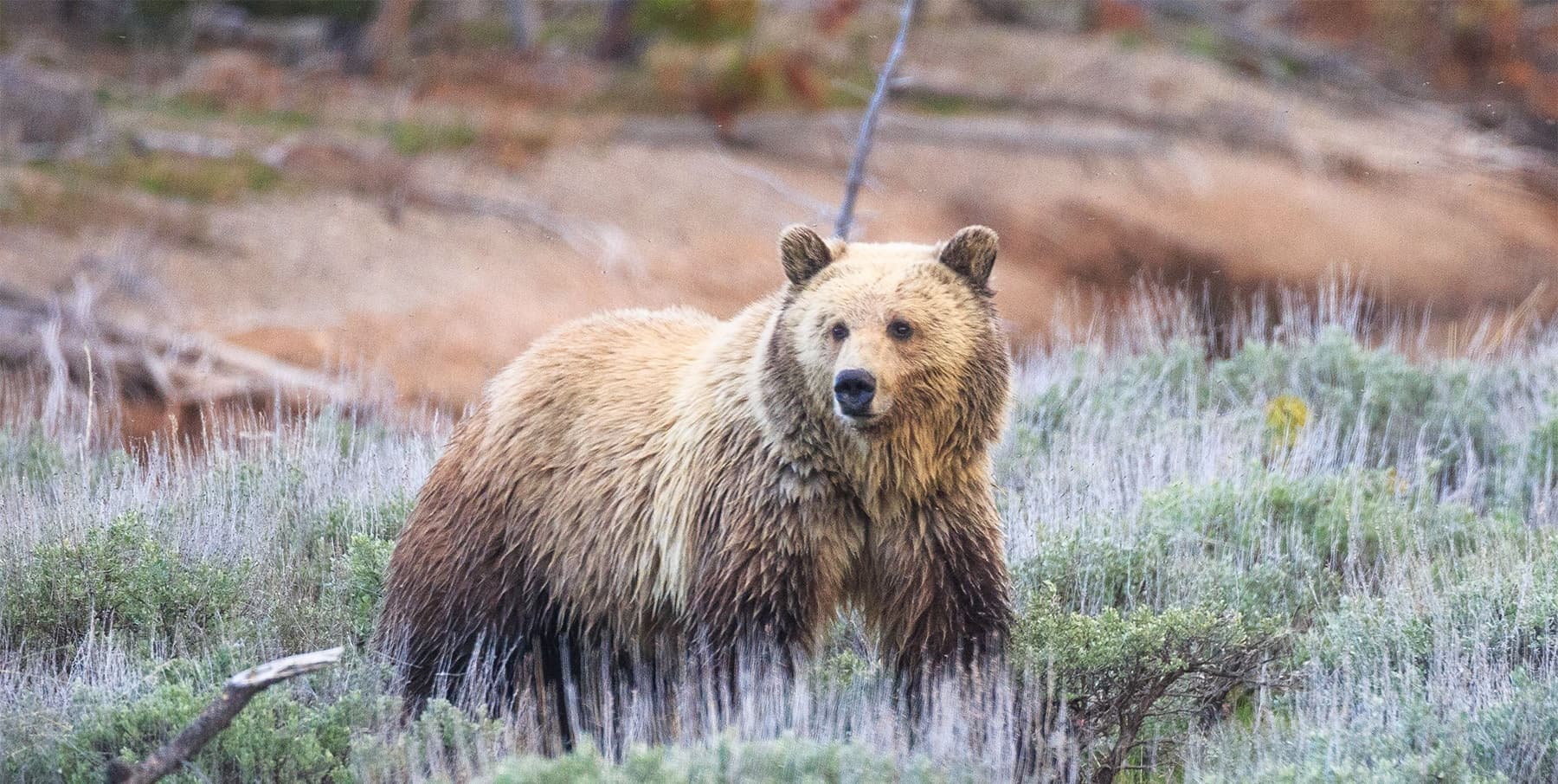 Full Day Wildlife Tour in Grand Teton National Park