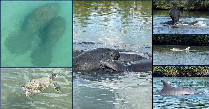 6-Hour Tropical Mangroves, Intracoastal River and Ocean Wildlife & Motorized Return