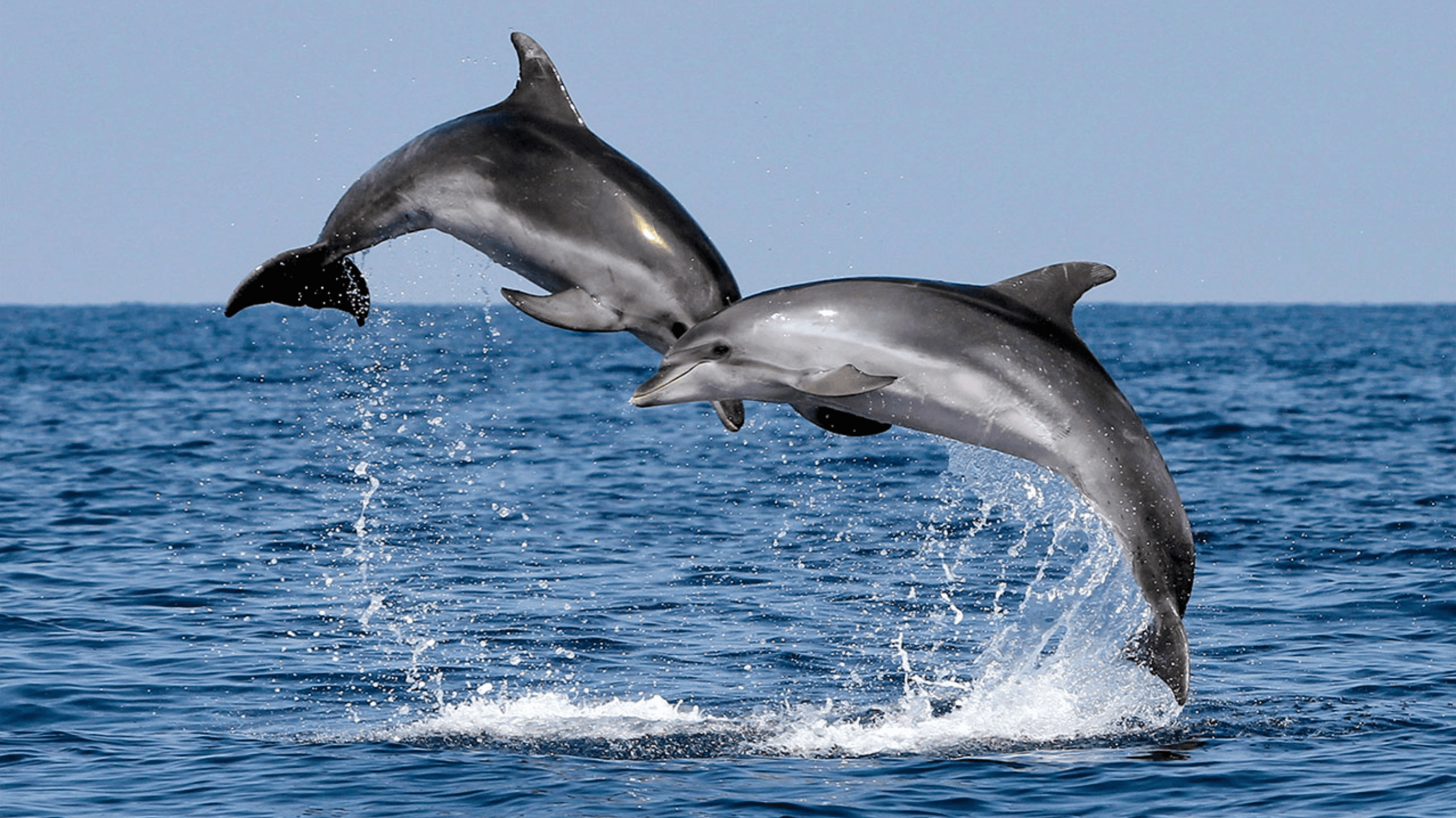 Dolphin & Whale Cruise