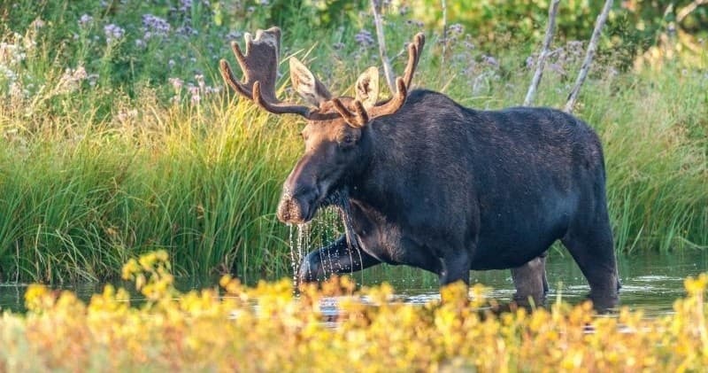Sunrise Tour of Grand Teton National Park