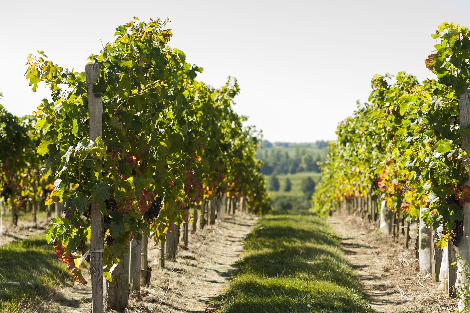 Terroir et Nectar