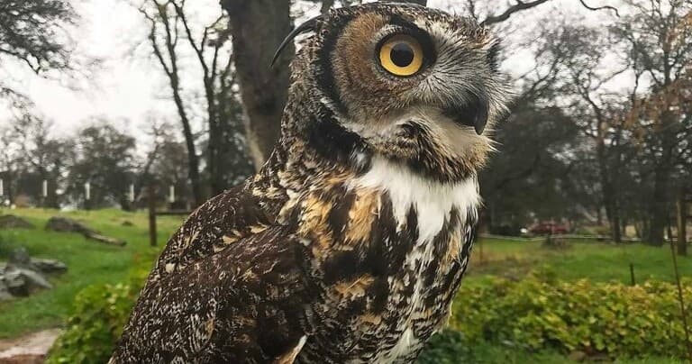 Owl Encounter