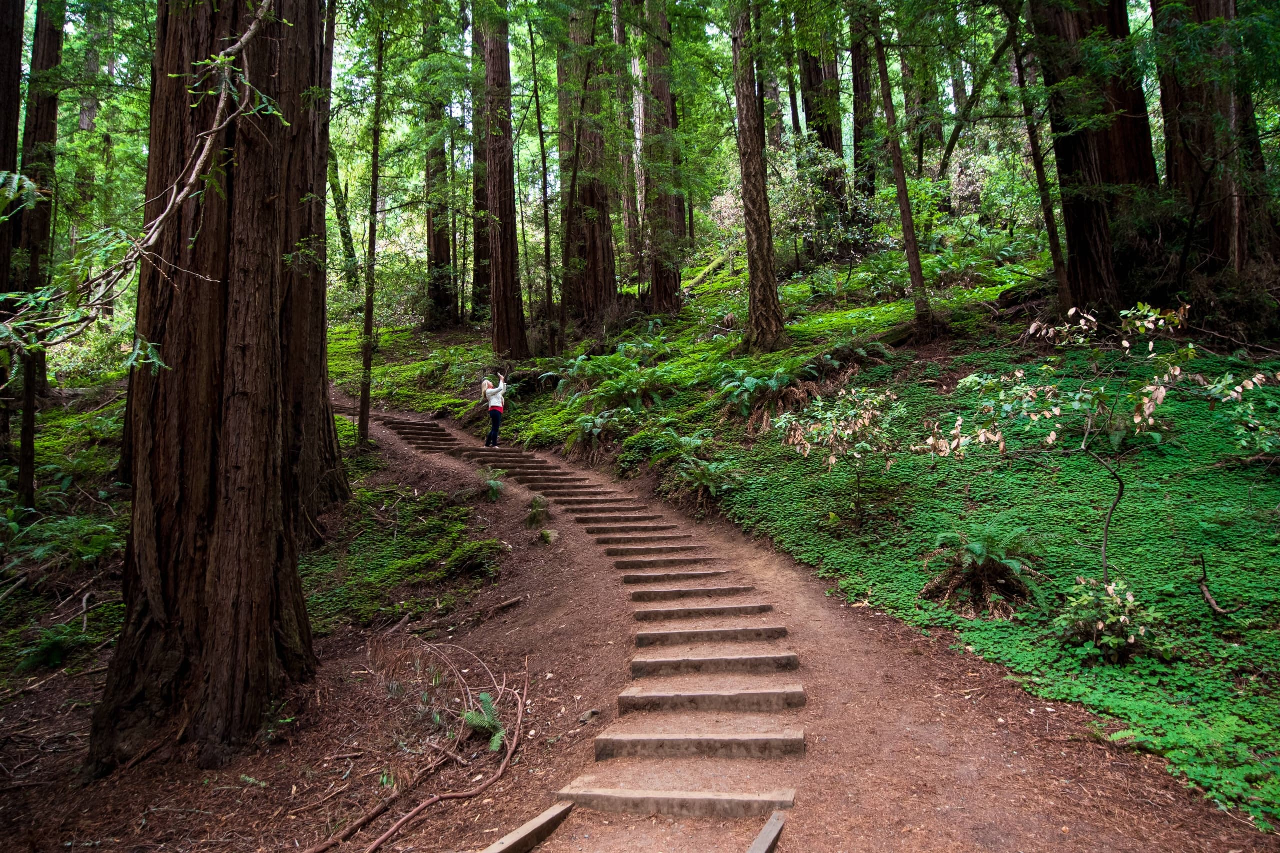 Muir Woods Redwood Forest and Sausalito with Park Admission