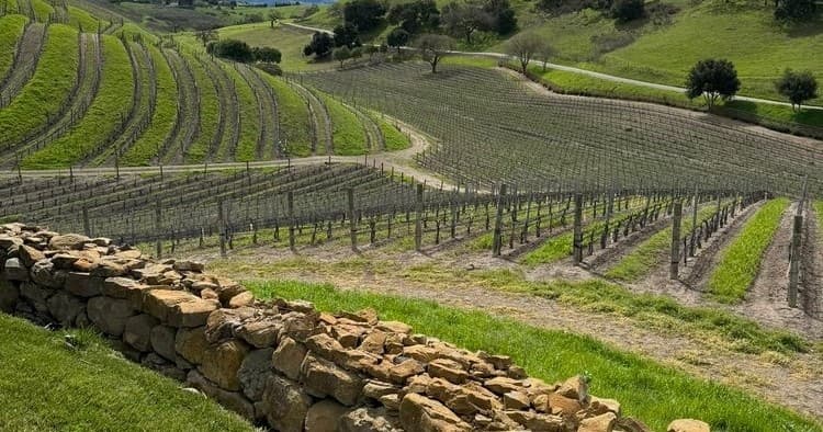 Private Wine Tour