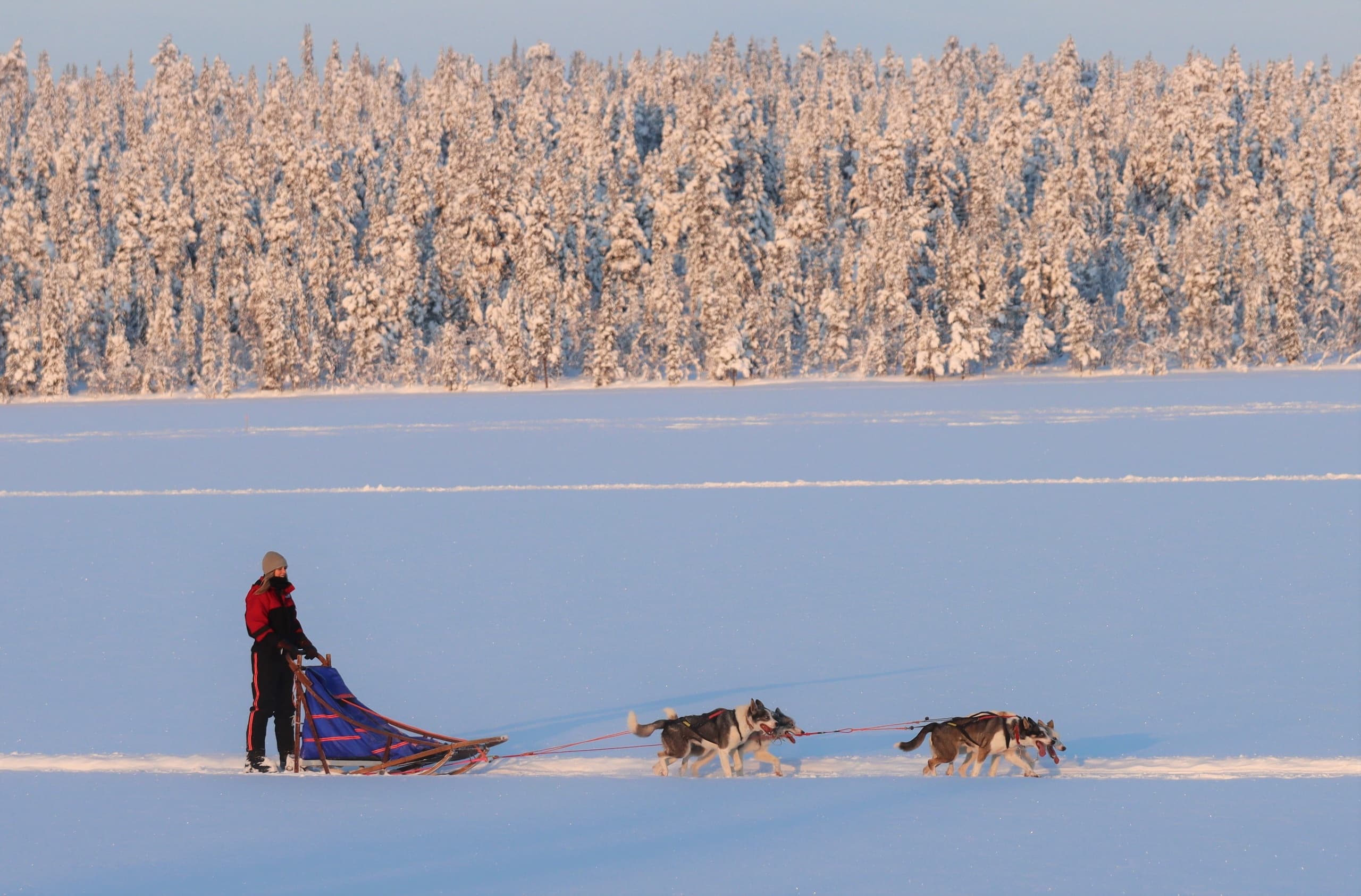 Sleddog Lunch tour