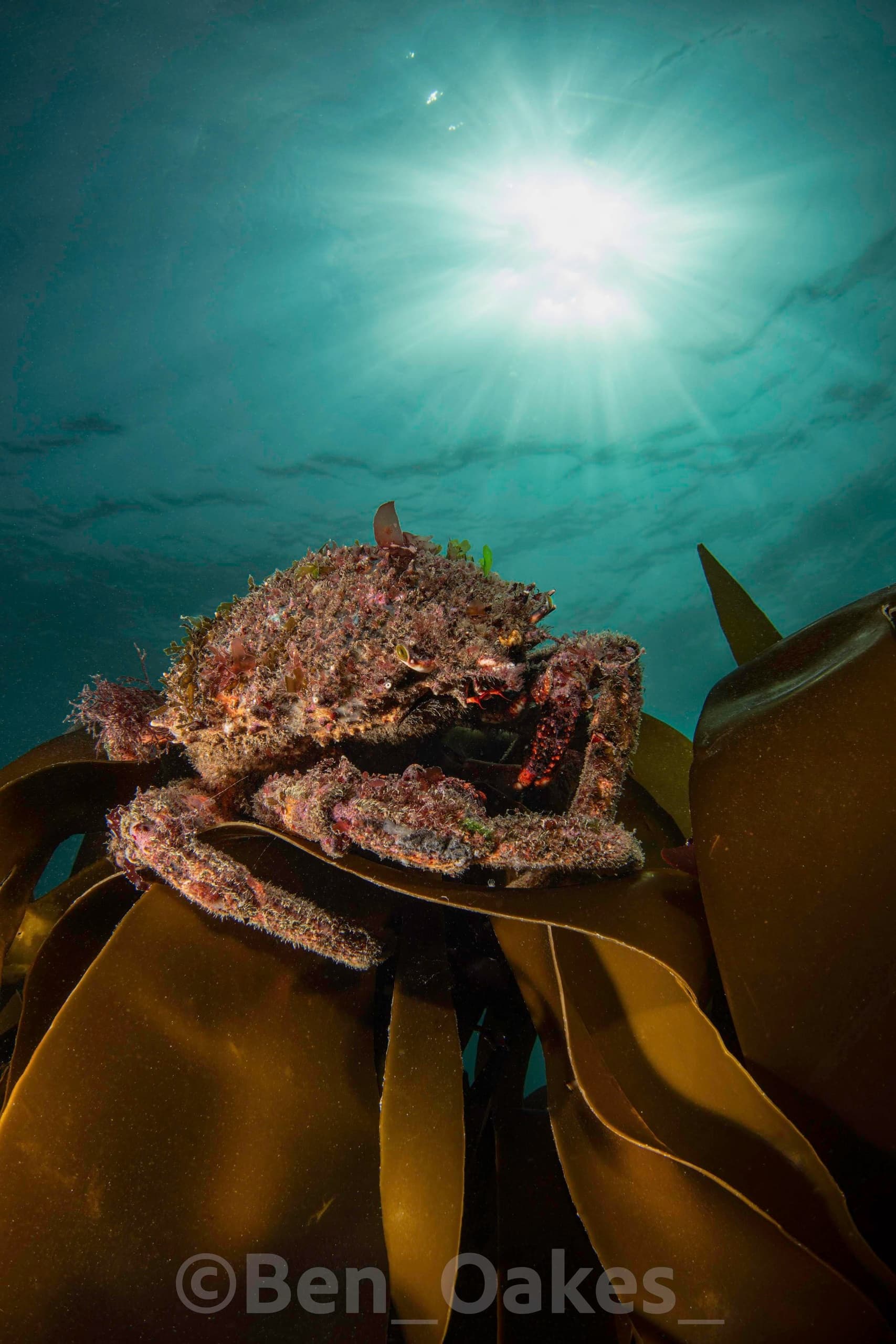 SSI Scuba Skills Update