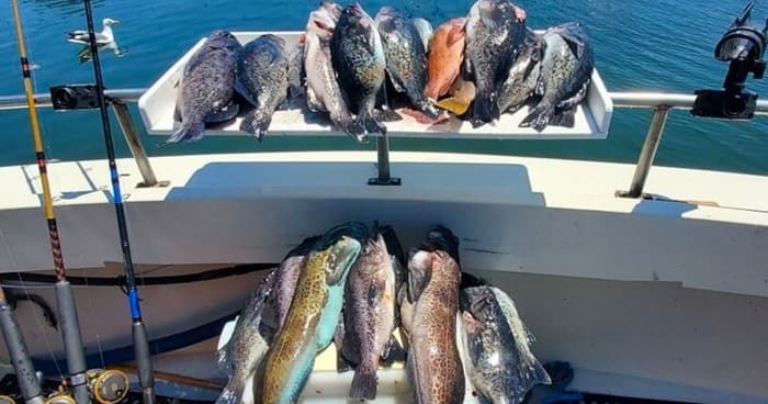 Rockfish & Lingcod Near Shore!