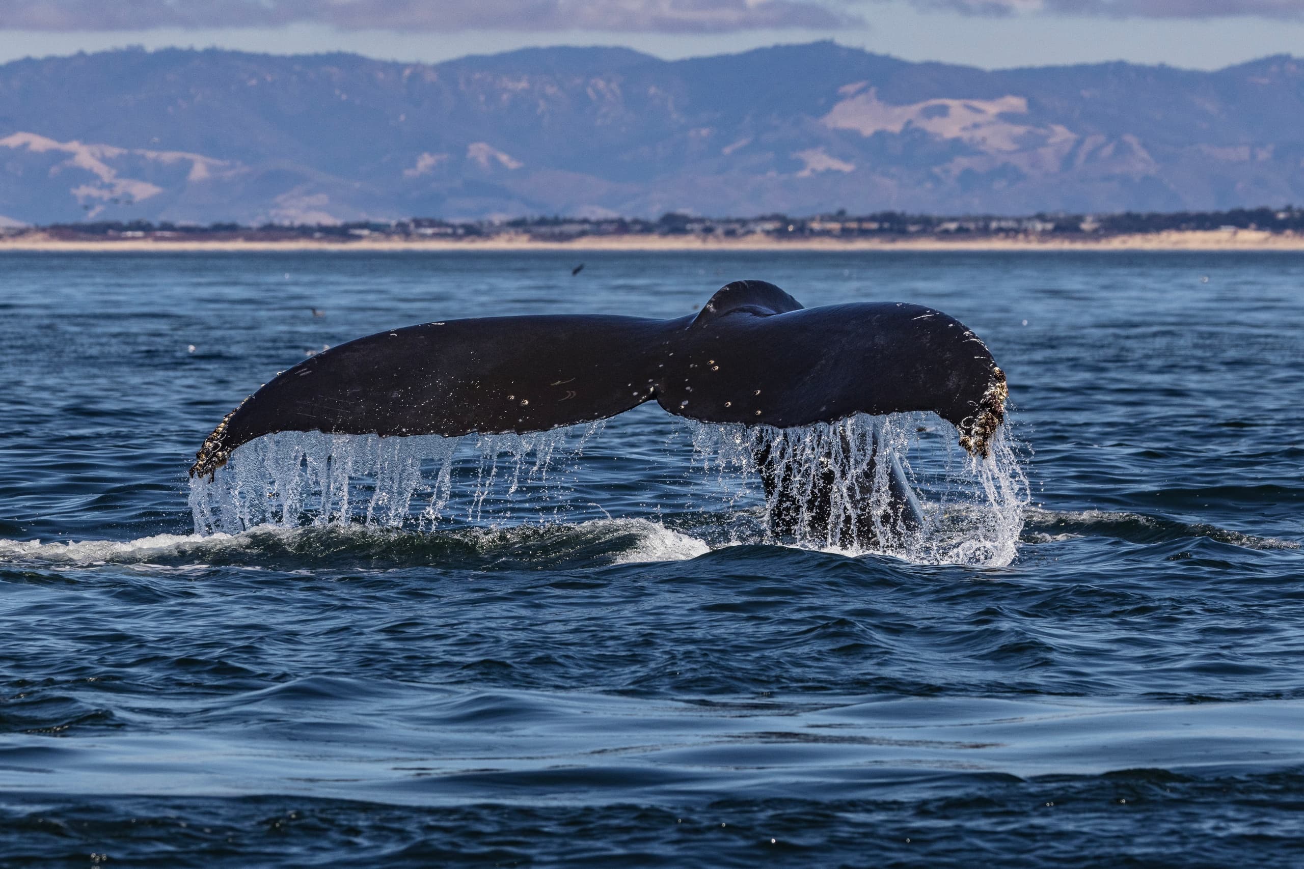 3 Hour Afternoon Whale Watch