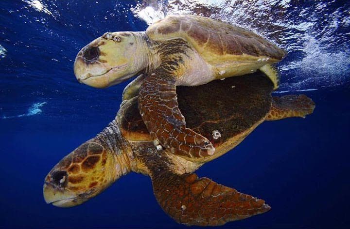 Private 2 Tank Reef Dive Charter