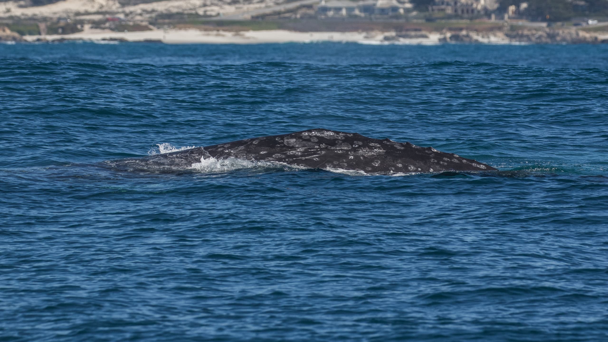 3 Hour Morning Whale Watch