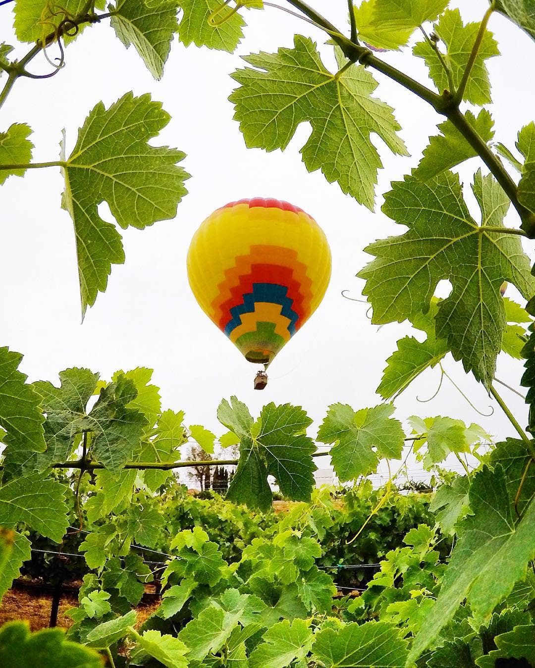 Temecula Sunrise Private Basket