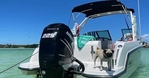 3 Hour Charter Boston Whaler