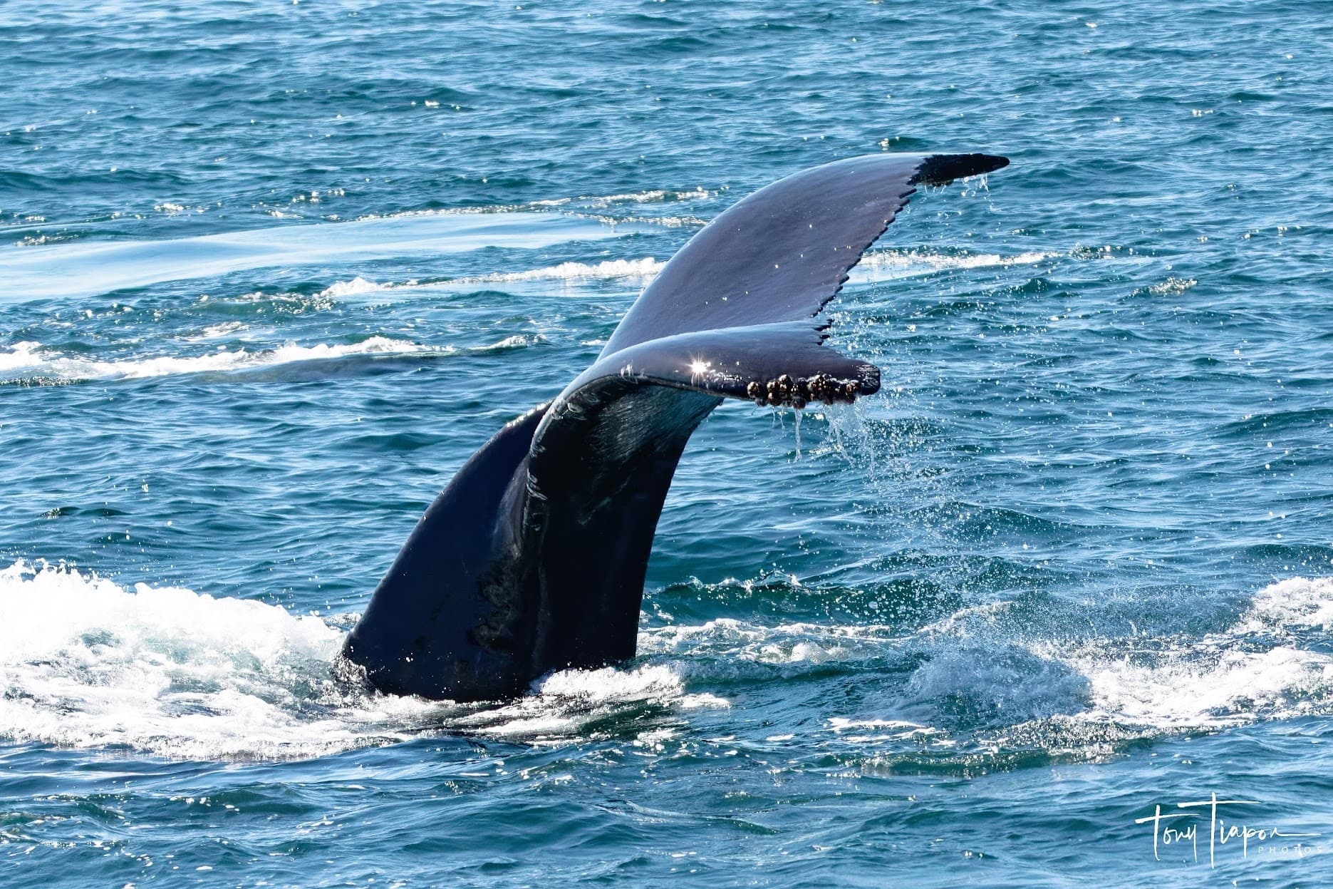 Whale Watching Cruise