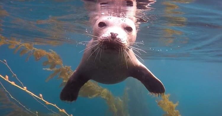 La Jolla Cove Snorkeling Tour