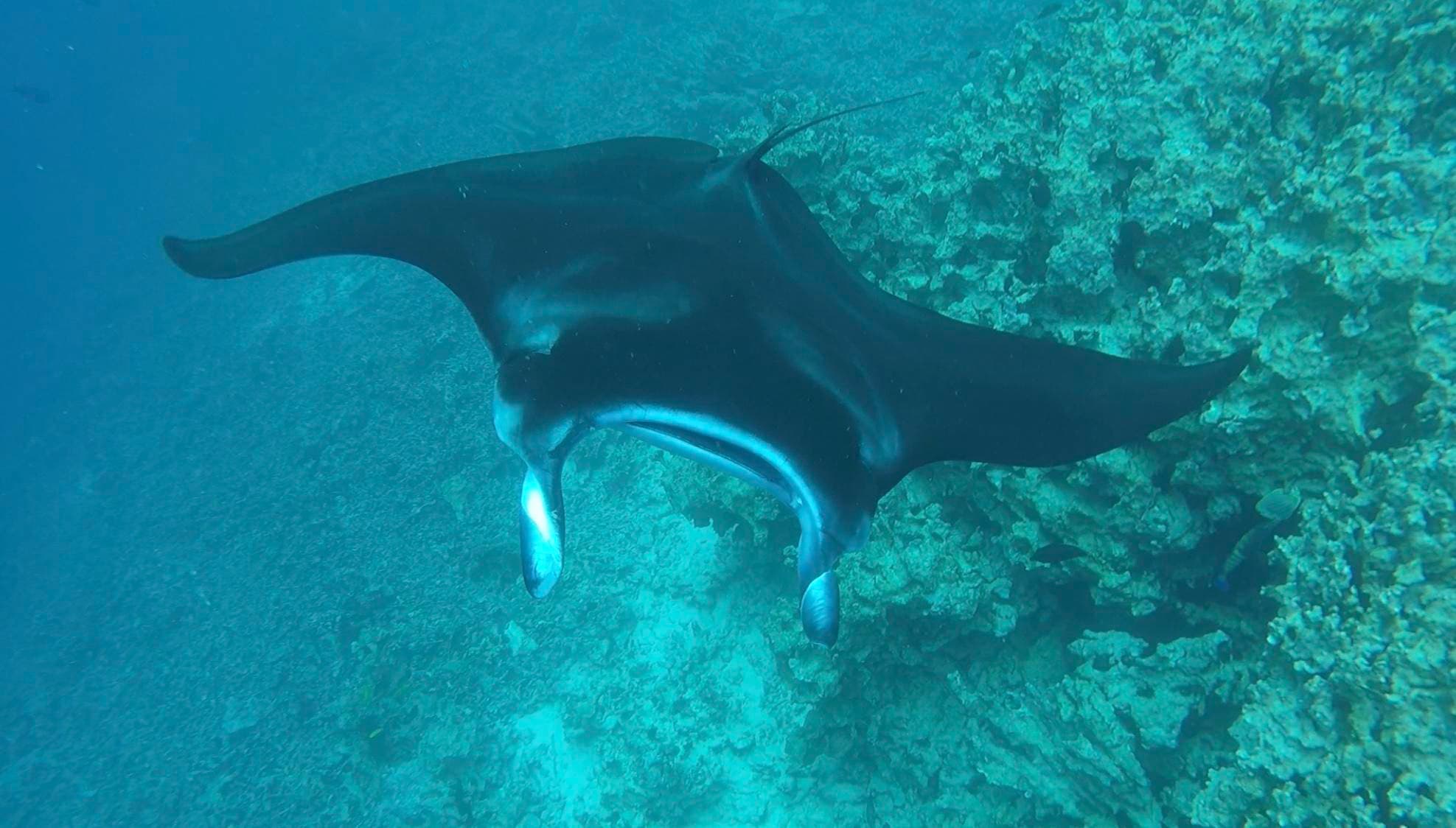 Manta Ray Night Snorkel