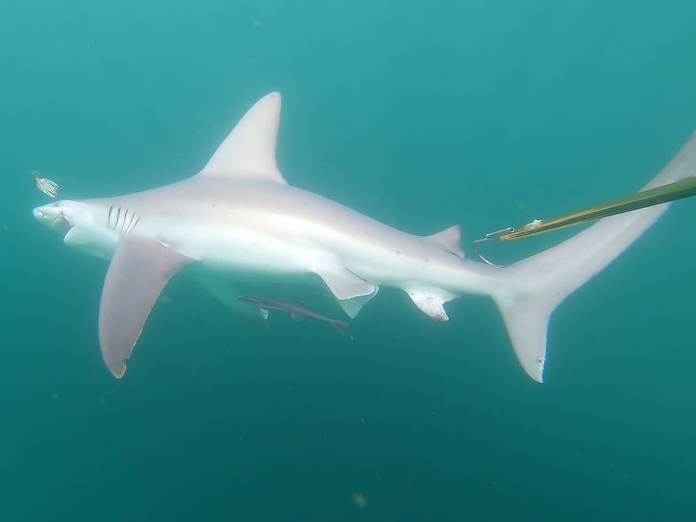 Fish Finder 1 Shark Fishing Charters