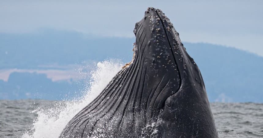 Eight Hour Whale Watch Tour